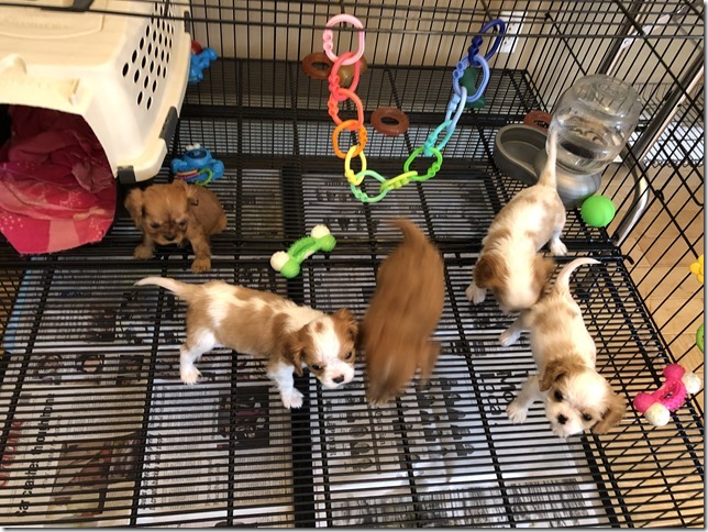 Piper & King Pups 7 weeks old.