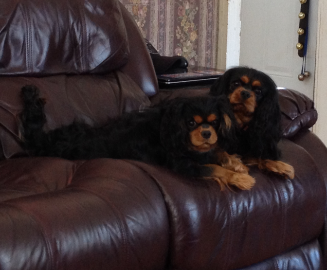 Piper at 9 months & Ashes 4 years old.
