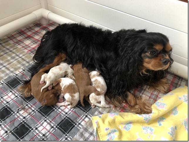 Piper & King pups 1 week old.