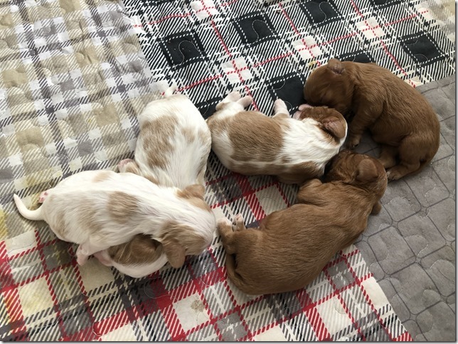 Piper & King pups 1 week old.
