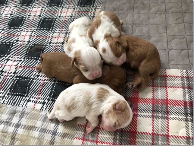 Piper & King pups 1 week old.