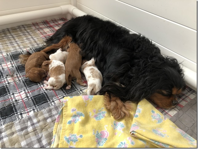 Piper & King pups 1 week old.