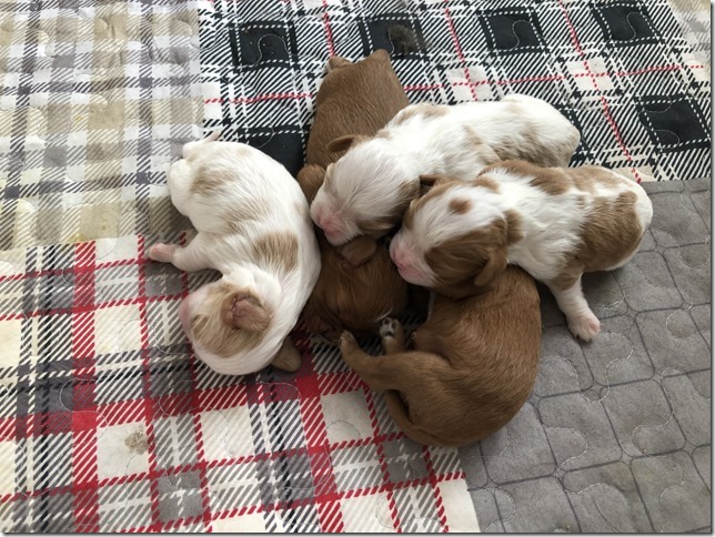 Piper & King pups 1 week old.