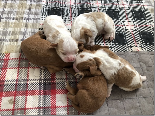 Piper & King pups 1 week old.