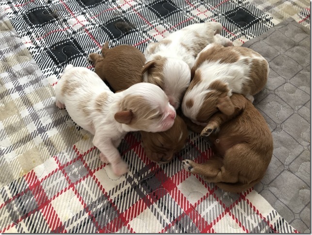 Piper & King pups 1 week old.