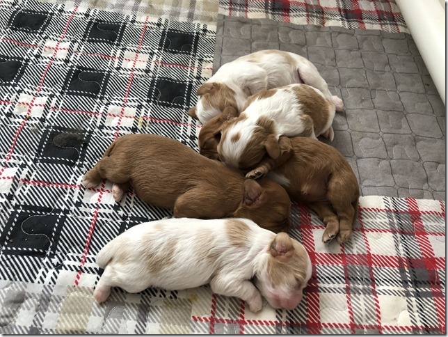 Piper & King pups 1 week old.