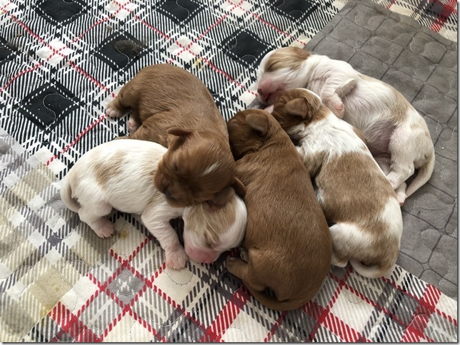 Piper & King pups 1 week old.