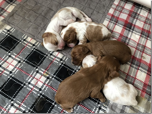 Piper & King pups 1 week old.
