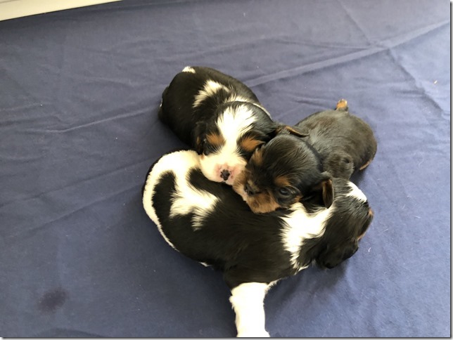 Piper & King pups at 2.5 weeks old.