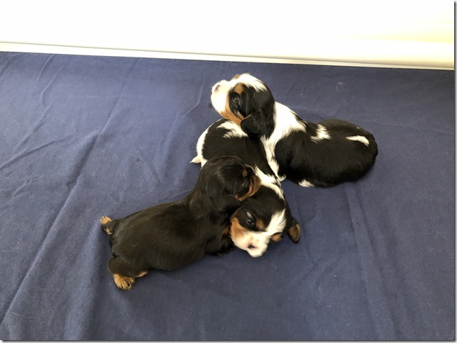 Piper & King pups at 2.5 weeks old.