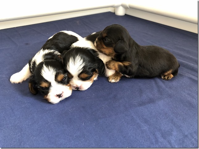 Piper & King pups at 2.5 weeks old.