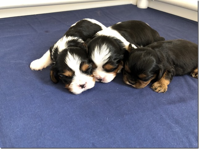 Piper & King pups at 2.5 weeks old.