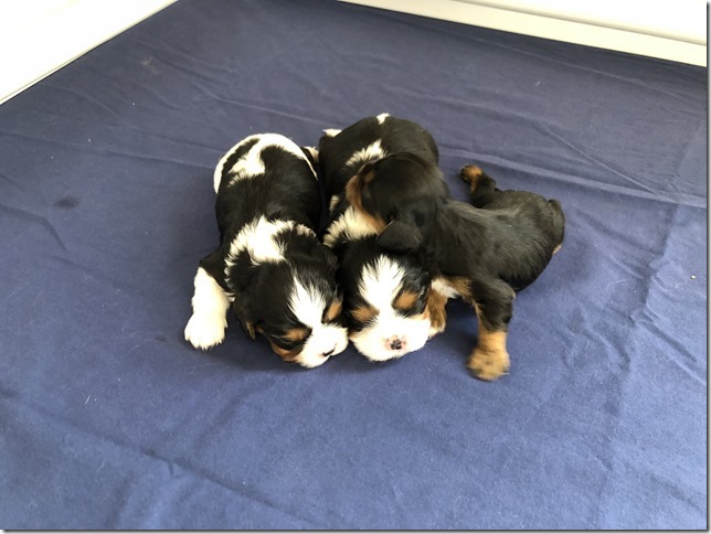 Piper & King pups at 2.5 weeks old.