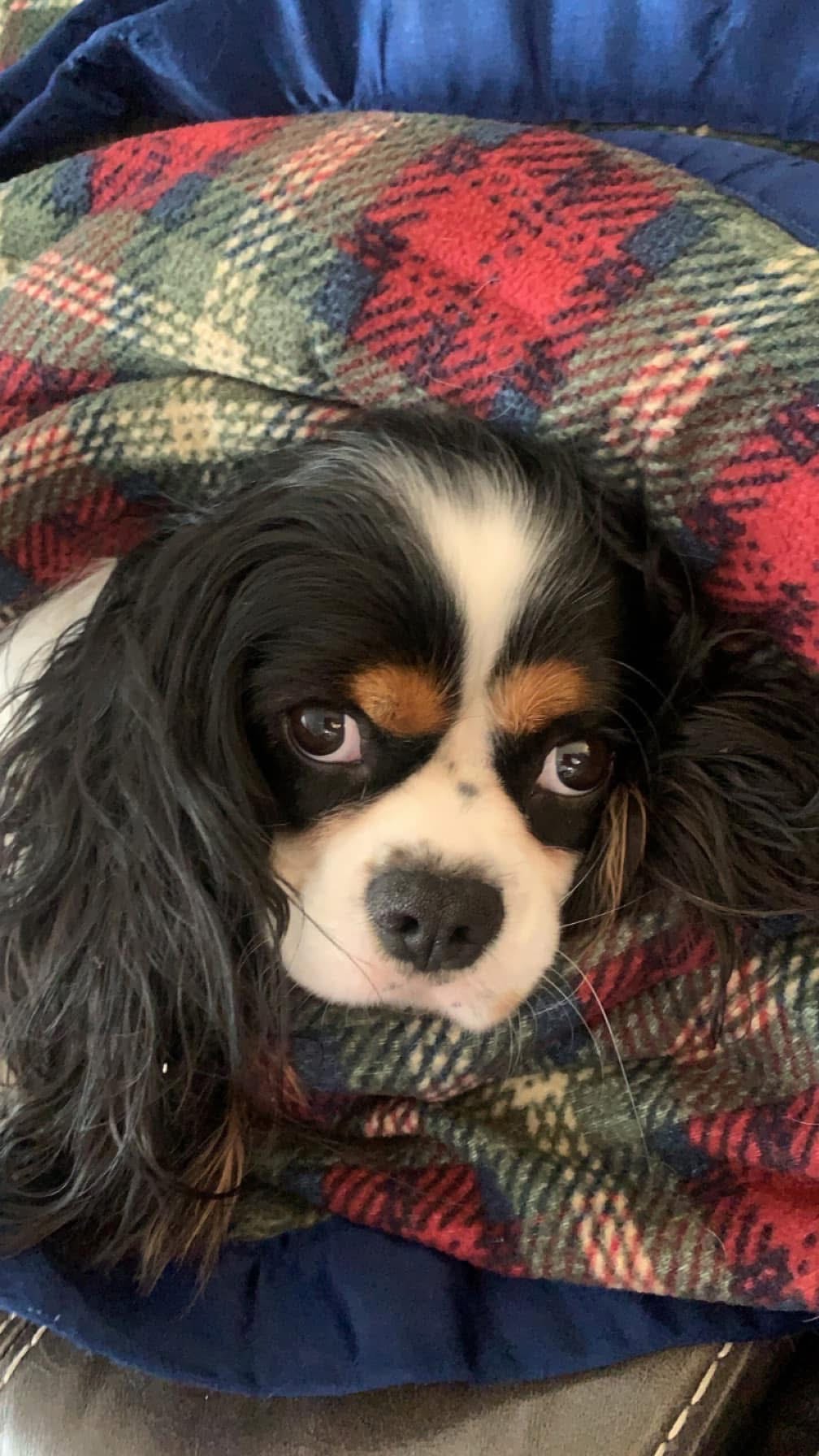 Reggie's Headshot