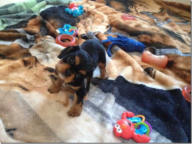 Roxie at 7+ weeks old.