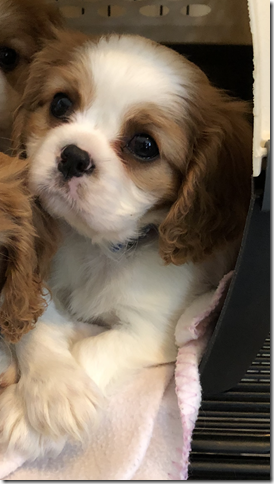 Sadie Mae