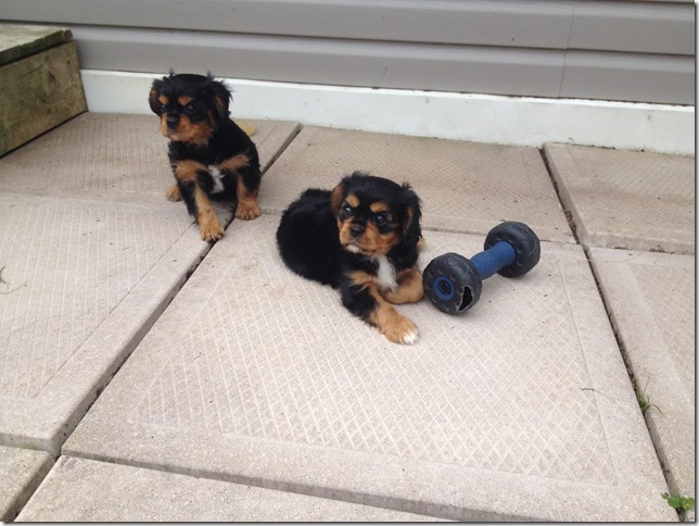 Toby & Floyd