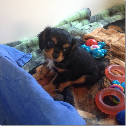 Wally at 7+ weeks old.