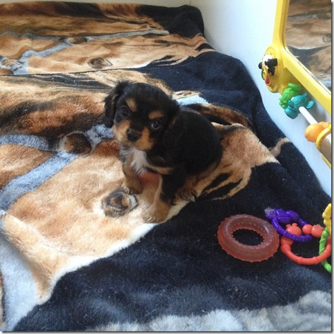 Wally at 7+ weeks old.