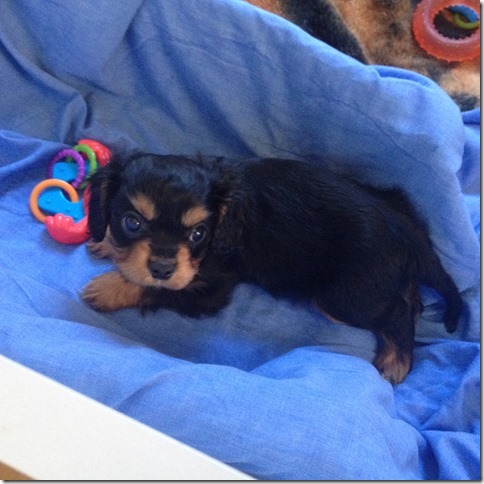 Wally at 7+ weeks old.