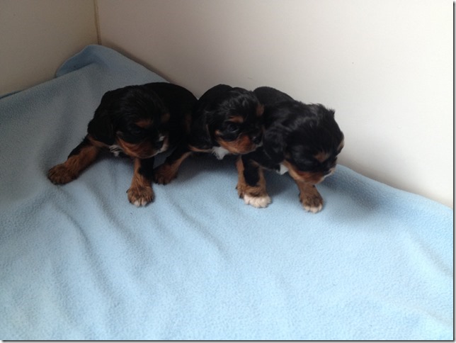 Ashes' and King's boy pups.