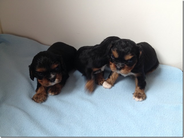 Ashes' and King's boy pups.