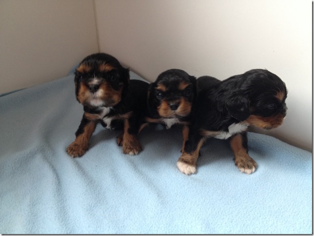 Ashes' and King's boy pups.