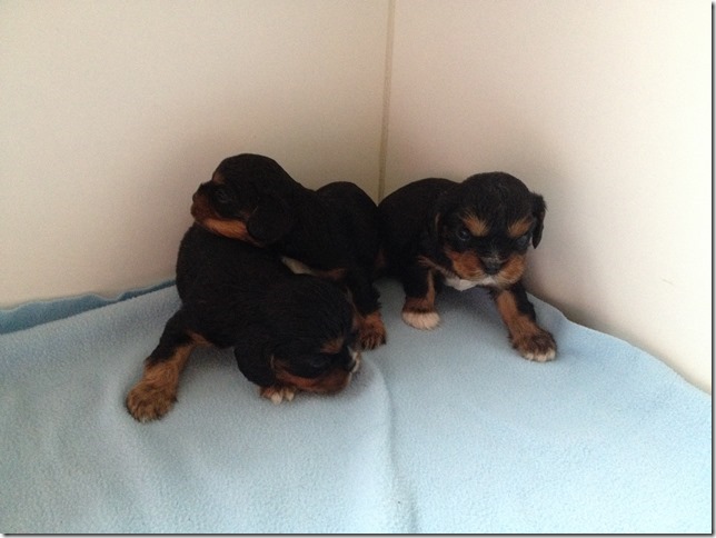 Ashes' and King's boy pups.