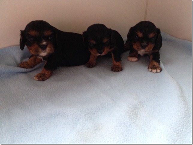Ashes' and King's boy pups.