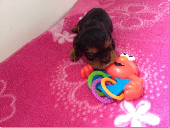 Ashes' girl puppy