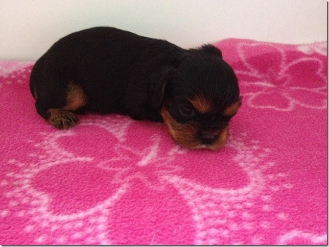 Ashes' girl puppy