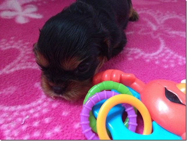 Ashes' girl puppy