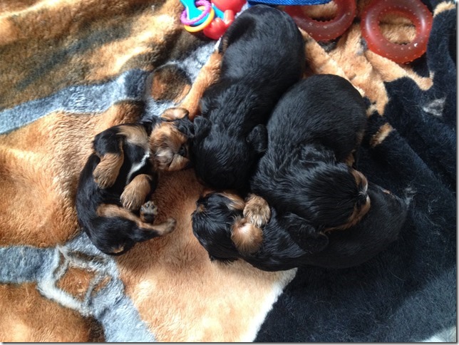 3 1/2 weeks old