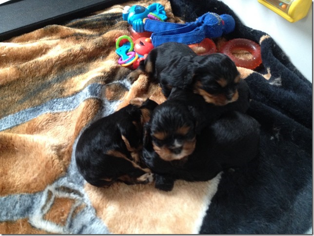 3 1/2 weeks old