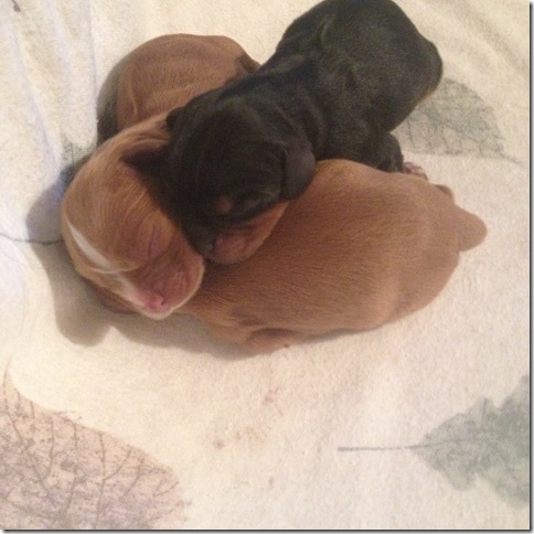Ashes and Kings pups day born.