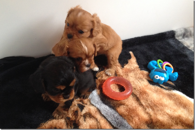 5 weeks old
