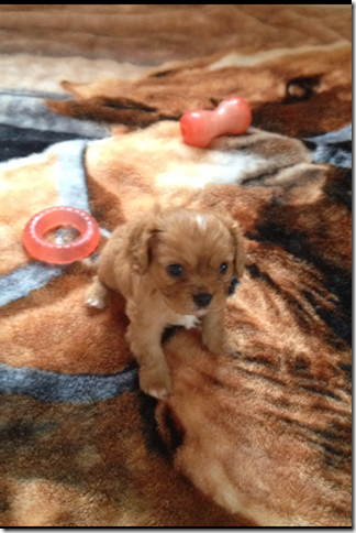 Rose at 5 weeks old.
