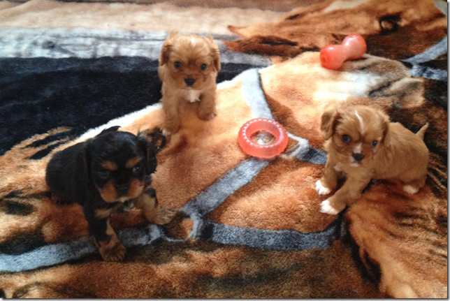 5 weeks old