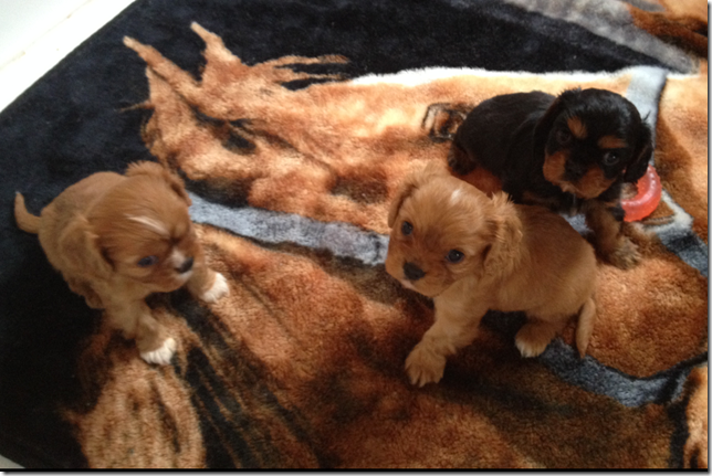 5 weeks old