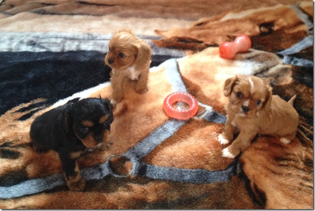5 weeks old
