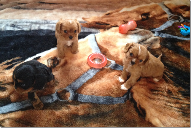5 weeks old