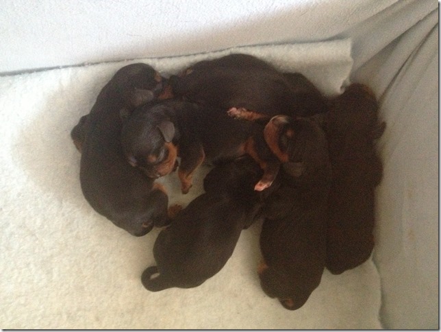 Ashes and Jamal puppies 1 day old.