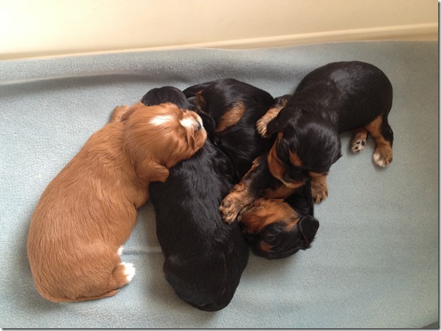 Ashes' and Jamal's pups at 3 weeks old.
