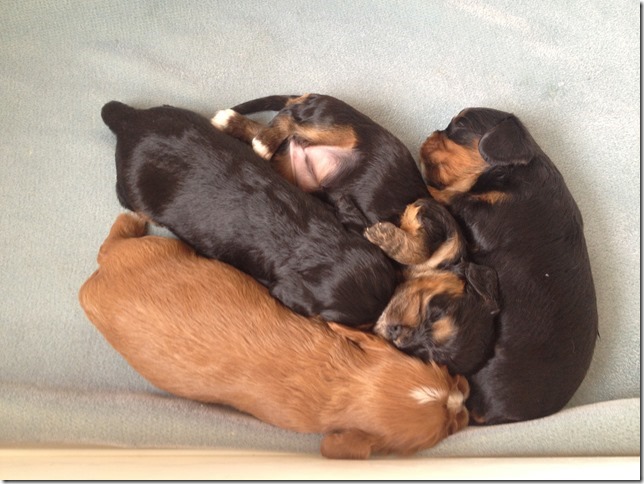 Ashes' and Jamal's pups at 3 weeks old.
