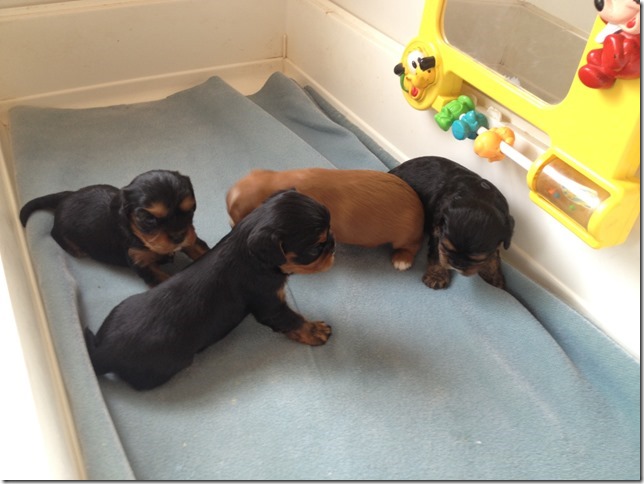 Ashes' and Jamal's pups at 3 weeks old.