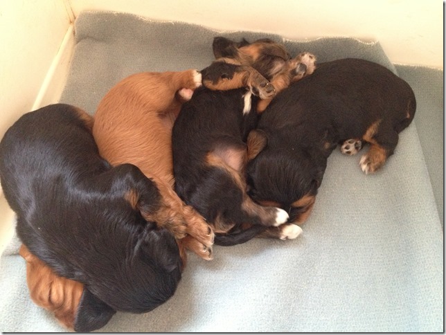 Ashes' and Jamal's pups at 3 weeks old.