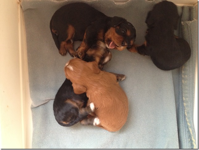Ashes' and Jamal's pups at 3 weeks old.