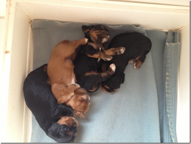 Ashes' and Jamal's pups at 3 weeks old.