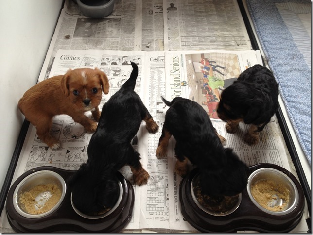 Ashes' and Jamal's pups at 5 weeks old.