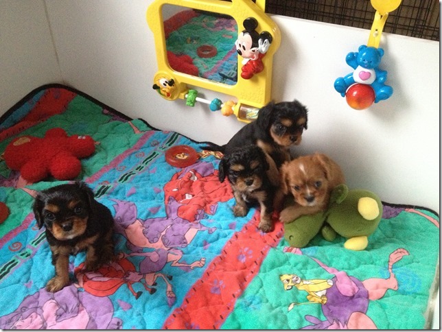 Ashes' and Jamal's pups at 5 weeks old.